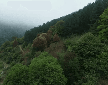 Dilijan